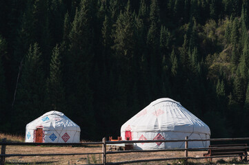 Wall Mural - traditional Asian nomadic white yurts near the forest in summer in the steppes of Kazakhstan