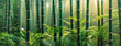 Zielony bambus, tapeta, panorama
