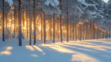 Sunlight Shining Through Snow Covered Trees In A Forest