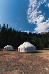 Wall Mural - traditional Asian nomadic white yurts near the forest in summer in the steppes of Kazakhstan