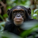Fototapeta Zwierzęta - A portrait of a chimpanzee in the jungle