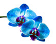 blaue Orchideen isoliert auf weißen Hintergrund, Freisteller