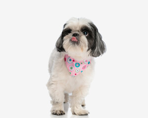 Wall Mural - hungry shih tzu wearing pink scarf licking its nose