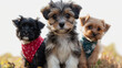 team of three little puppies looking at camera