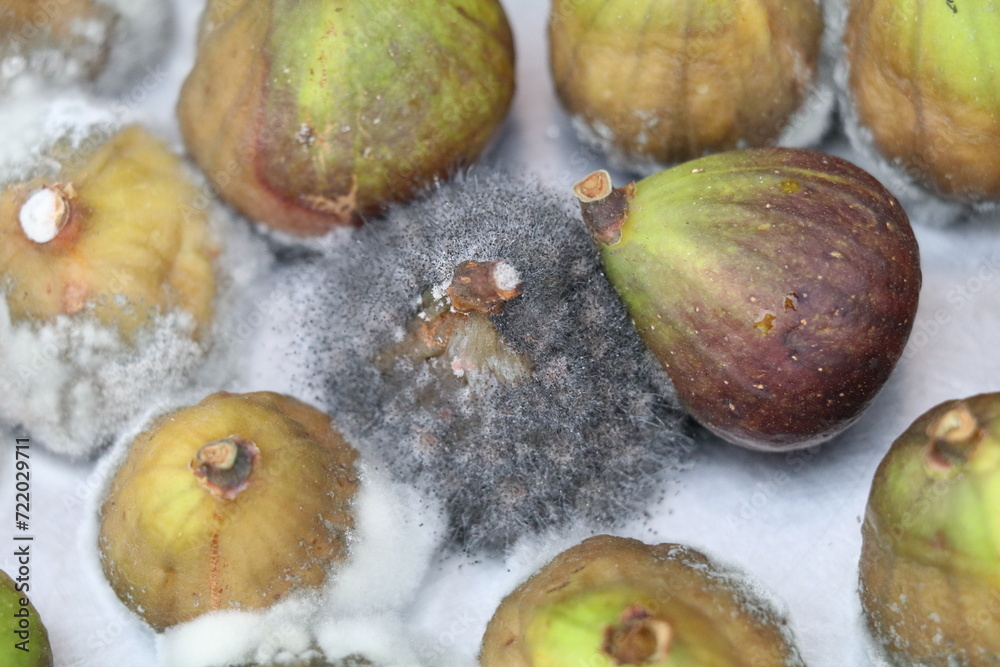 Pretty Mold Rotten rotten figs with different stages of mold Stock Photo | Adobe Stock