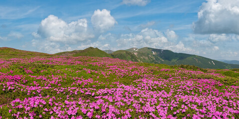 Wall Mural - Blossoming slopes (rhododendron flowers) of Carpathian mountains.