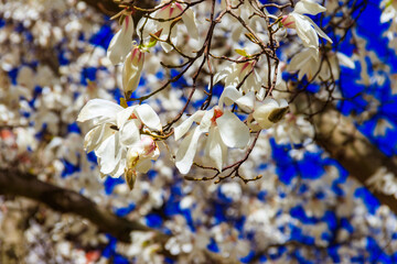 Canvas Print - Beautiful blooming white magnolia tree in park