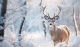 Fototapeta Zwierzęta - Red deer exuding grace in a snowy tableau