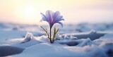 Fototapeta Natura - Solitary Bloom in Snow: A Testament to Nature's Resilience at Sunset - Generative AI