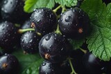 Fototapeta Storczyk - berry background black currant