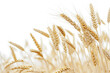 close up horizontal image of wheat field with a pale cloudy sky in the background Generative AI