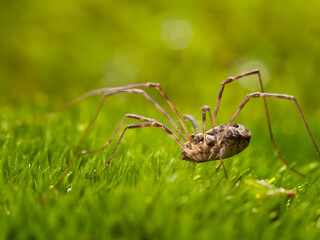 Wall Mural - Spider hunting in green moss