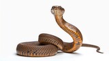 snake on white background.