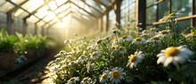 Flowers Daisies In A Modern Greenhouse --ar 7:3 --v 6 Job ID: 0e04fbae-913a-4f6c-bbd2-64e47f1cbf88
