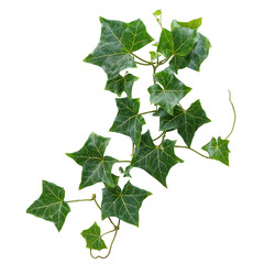 Wall Mural - ivy PNG file transparent background