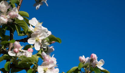 Wall Mural - Blooming apple tree branches white flowers green leaves blue sky background close up, beautiful cherry blossom, sakura garden, spring orchard, summer sunny day nature, floral border frame, copy space