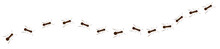 Ant Trail. Little Ant Trail Isolated On White Backgrpund. Ants Moving Quickly In One Direction. Ants Moving In One Row Line. Group Ants Walk.