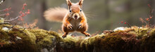 Eurasian Red Squirrel (Sciurus Vulgaris) Jumping In The Air