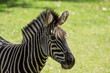 African zebra close-up. Beautiful wild animal.