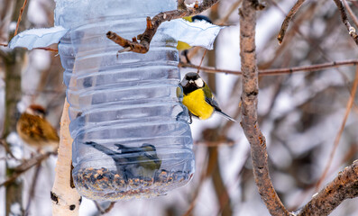 A tit bird sits on a tree branch on a winter day.