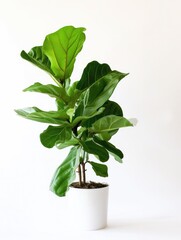 Canvas Print -  Fiddle Leaf Fig (Ficus lyrata), white background