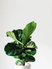 Canvas Print -  Fiddle Leaf Fig (Ficus lyrata), white background