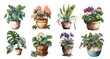 Home flowers in pots: ficus, begonia, spathiphyllum, violet, monstera, tradescantia and others