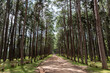 Bor Kaew pine forest with walk way and buffalos at Chiang mai, Thailand.