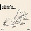 Course of The Inferior Alveolar Nerve