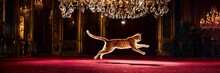 The Cat Jumps Under The Chandelier