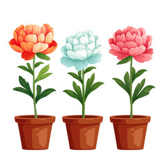 Wall Mural - Set of colorful peony flowers illustration on transparent background