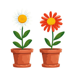 Wall Mural - Cartoon daisy flowers in pots isolated on transparent background