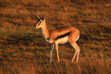 Fototapeta Sawanna - a thompson gazelle in early morning light
