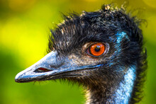 Macro Details Of An Emu Bird