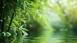 Fototapeta Sypialnia - Bamboo background - lush foliage with reflection on the water. Close-up. Lush bamboo leaves, a symphony of green.