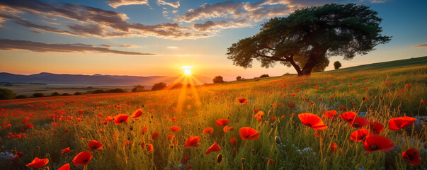 Canvas Print - Poppy Fields. Sunset Blooms