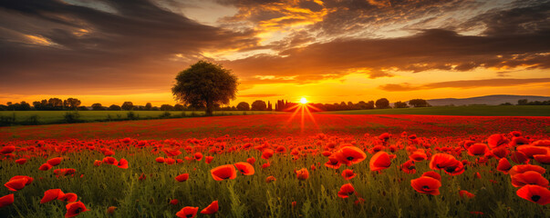Wall Mural - poppy fields. sunset blooms