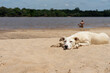 White dog lying on the sandy beach near the river in summer.