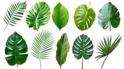 natural of beautiful tropical green leaves of leaf isolated on transparent background.