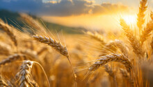 Golden Wheat Field During Sunset