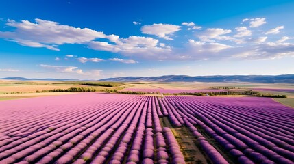 Wall Mural - Aerial view of a vast lavender field in full bloom, creating a stunning purple landscape
