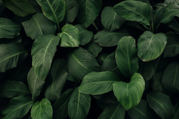 Wall Mural - abstract green leaf texture, nature background, tropical leaf