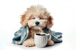 © Igor - Photo of a cute sleepy poodle dog drinks coffee in the morning isolated on a white background. ai generative