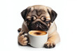 © Igor - cute sleepy pug dog drinks coffee in the morning isolated on a white background. ai generative