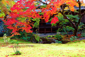 Wall Mural - Beautiful autumn scenery of fiery maple trees by a wooden architecture & fallen leaves on the green mossy ground in the Japanese garden of Hokyo-in Temple, a Buddhist Temple in Arashiyama, Kyoto Japan