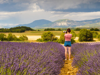 Wall Mural - Woman take photo on lavender field, Provence France