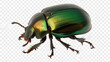 green june beetle bug insect grub coleopteran fly entomology in transparent background