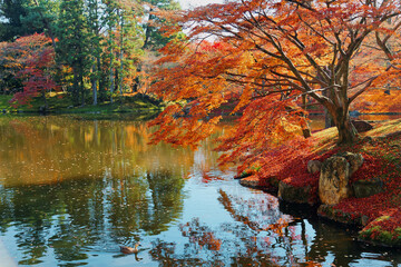 Wall Mural - Autumn scenery of fiery maple trees by a lake in beautiful Sento Imperial Palace (Royal Villa Park) in Kyoto Japan, with red fallen leaves on the lakeshore & a duck swimming in the pond on a sunny day