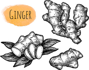 Wall Mural - fresh ginger root ink sketch.