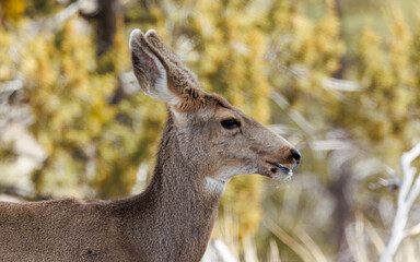 Wall Mural - black-tailed mule deer eating pine needles